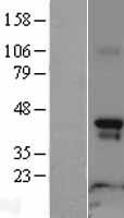 Rapsyn (RAPSN) Human Over-expression Lysate
