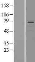 LNX1 Human Over-expression Lysate