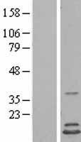 HINT2 Human Over-expression Lysate