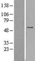 FAM126A Human Over-expression Lysate