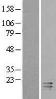 ECRG4 Human Over-expression Lysate