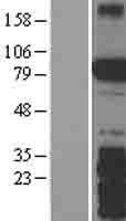 SPIRE2 Human Over-expression Lysate