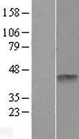 THOC3 Human Over-expression Lysate
