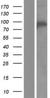 WDR24 Human Over-expression Lysate