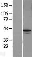 ABRAXAS2 Human Over-expression Lysate