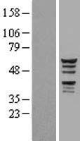 KATNAL1 Human Over-expression Lysate