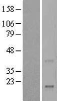 REG4 Human Over-expression Lysate