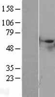 STK40 Human Over-expression Lysate