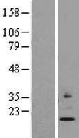 MRPS24 Human Over-expression Lysate