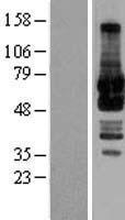 GRASP65 (GORASP1) Human Over-expression Lysate