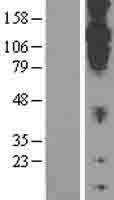 CDH20 Human Over-expression Lysate