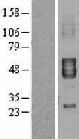 KCNA7 Human Over-expression Lysate