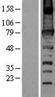 URP2 (FERMT3) Human Over-expression Lysate
