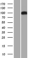 ITCH Human Over-expression Lysate
