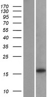 GABARAPL1 Human Over-expression Lysate