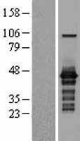 ISG20L2 Human Over-expression Lysate