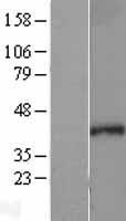 SEH1L Human Over-expression Lysate