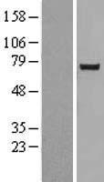 NUAK2 Human Over-expression Lysate