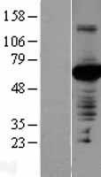 PVRL4 (NECTIN4) Human Over-expression Lysate
