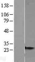 MRPS26 Human Over-expression Lysate