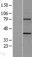 WNT3 Human Over-expression Lysate