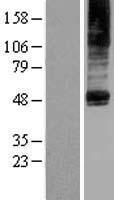 PTDSS2 Human Over-expression Lysate