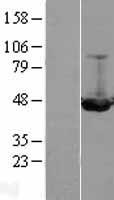 ILKAP Human Over-expression Lysate