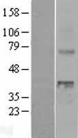 WNT4 Human Over-expression Lysate