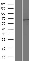 TCF7L2 Human Over-expression Lysate