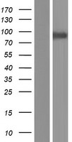 CPEB4 Human Over-expression Lysate