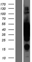 MEK2 (MAP2K2) Human Over-expression Lysate