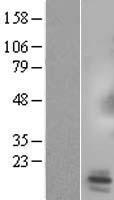 SPX Human Over-expression Lysate