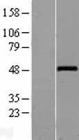 WNT10A Human Over-expression Lysate