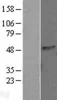 PHAF1 Human Over-expression Lysate