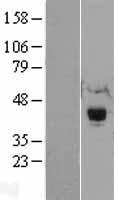 RNF34 Human Over-expression Lysate