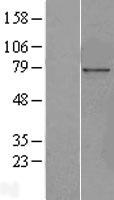 Pericentrin 1 (NUP85) Human Over-expression Lysate