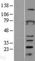 ZBTB3 Human Over-expression Lysate