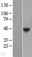 QTRTD1 (QTRT2) Human Over-expression Lysate