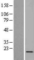 C1orf115 Human Over-expression Lysate