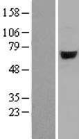 Arylsulfatase J (ARSJ) Human Over-expression Lysate
