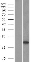 C1orf54 Human Over-expression Lysate