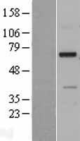 NDNF Human Over-expression Lysate