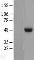 C6orf211 (ARMT1) Human Over-expression Lysate