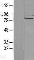 CHPF Human Over-expression Lysate