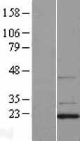 DCTN3 Human Over-expression Lysate