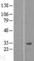 APPD (PLEKHF1) Human Over-expression Lysate