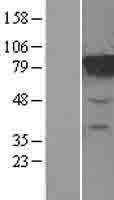 MTRR Human Over-expression Lysate