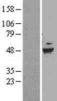 DEPTOR Human Over-expression Lysate