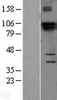 DGCR8 Human Over-expression Lysate