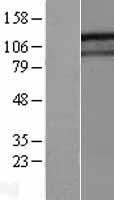 GIGYF1 Human Over-expression Lysate